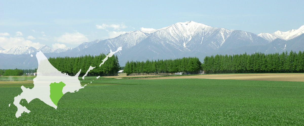 北海道⼗勝産の厳選されたアスパラガス