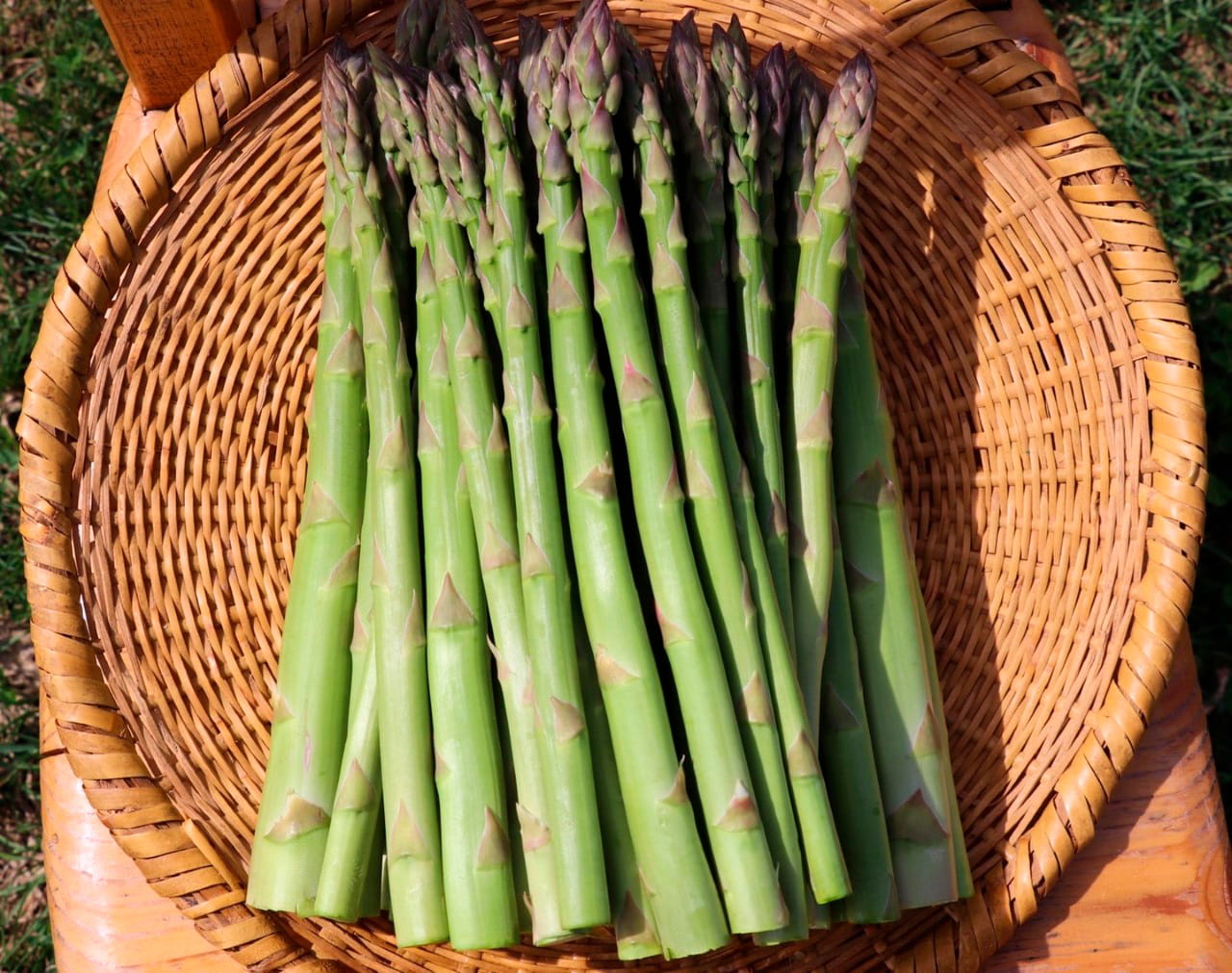 送料無料 北海道 十勝産 アスパラガス 500g 芽室 産地直送 お早めに グリーンアスパラ 野菜 アスパラ 秀品 数量限定 M Lサイズ