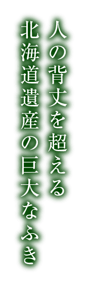 人の背丈を超える北海道遺産の巨大なふき