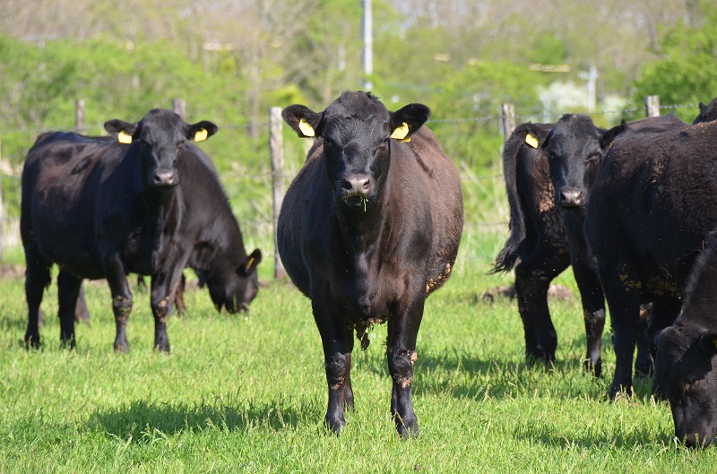 牛肉の産地・北海道「十勝」 その美味しさの秘密を徹底解明! | 食べレア北海道|北海道の食材お取り寄せ通販サイト