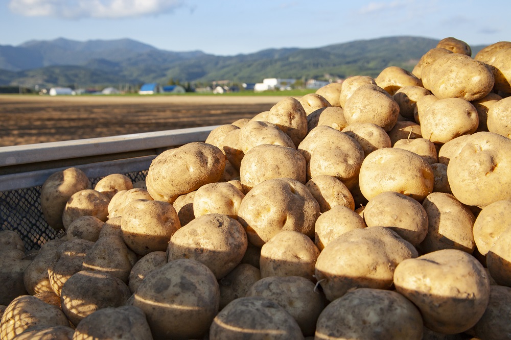 美味しいイモは北海道の〇〇地区にあった！