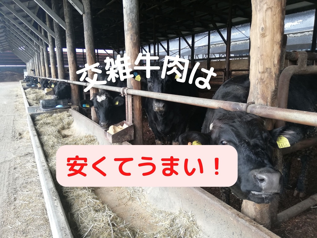 日本の肉用牛の深層：和牛、交雑種、ホルスタインの真実とその評価