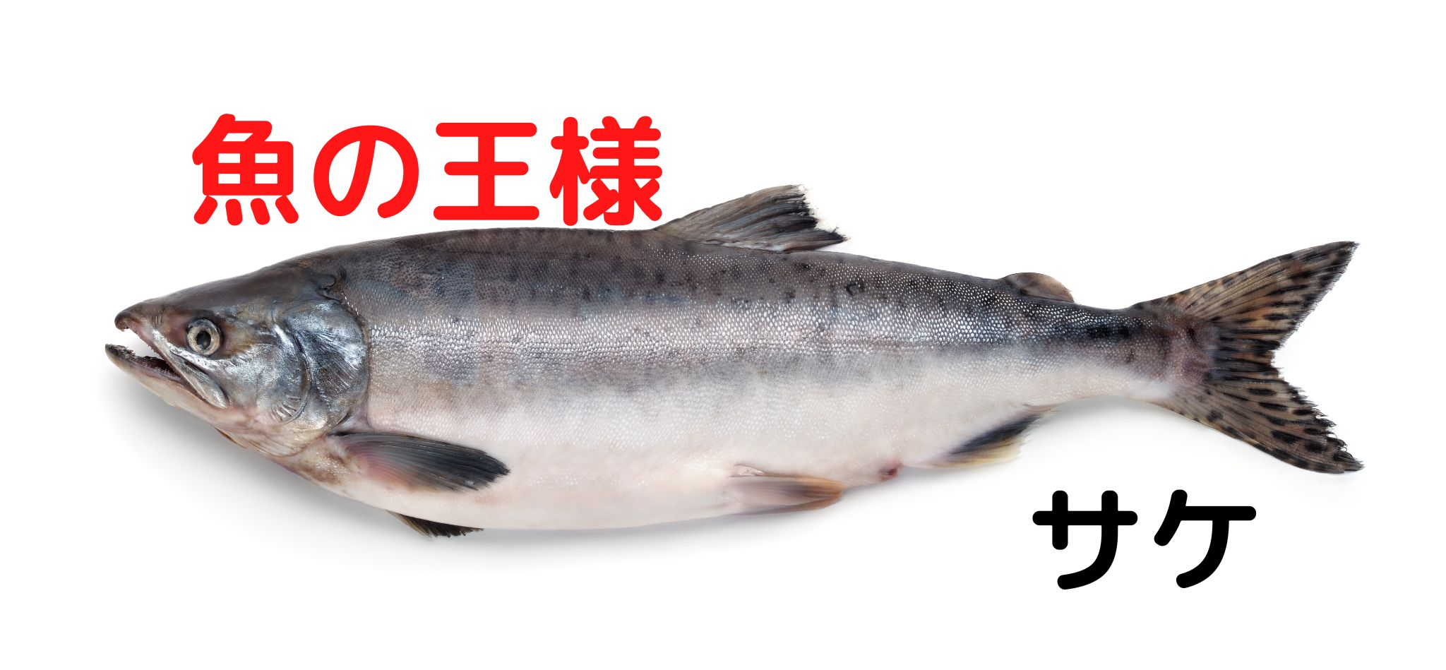 北海道を代表する魚サケ。でも絶対に〇〇食べちゃダメ！   食べ