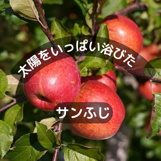 リンゴの世界: 日本のリンゴ発祥の地から栄養効果、栽培技術、そして2060年代の予想まで