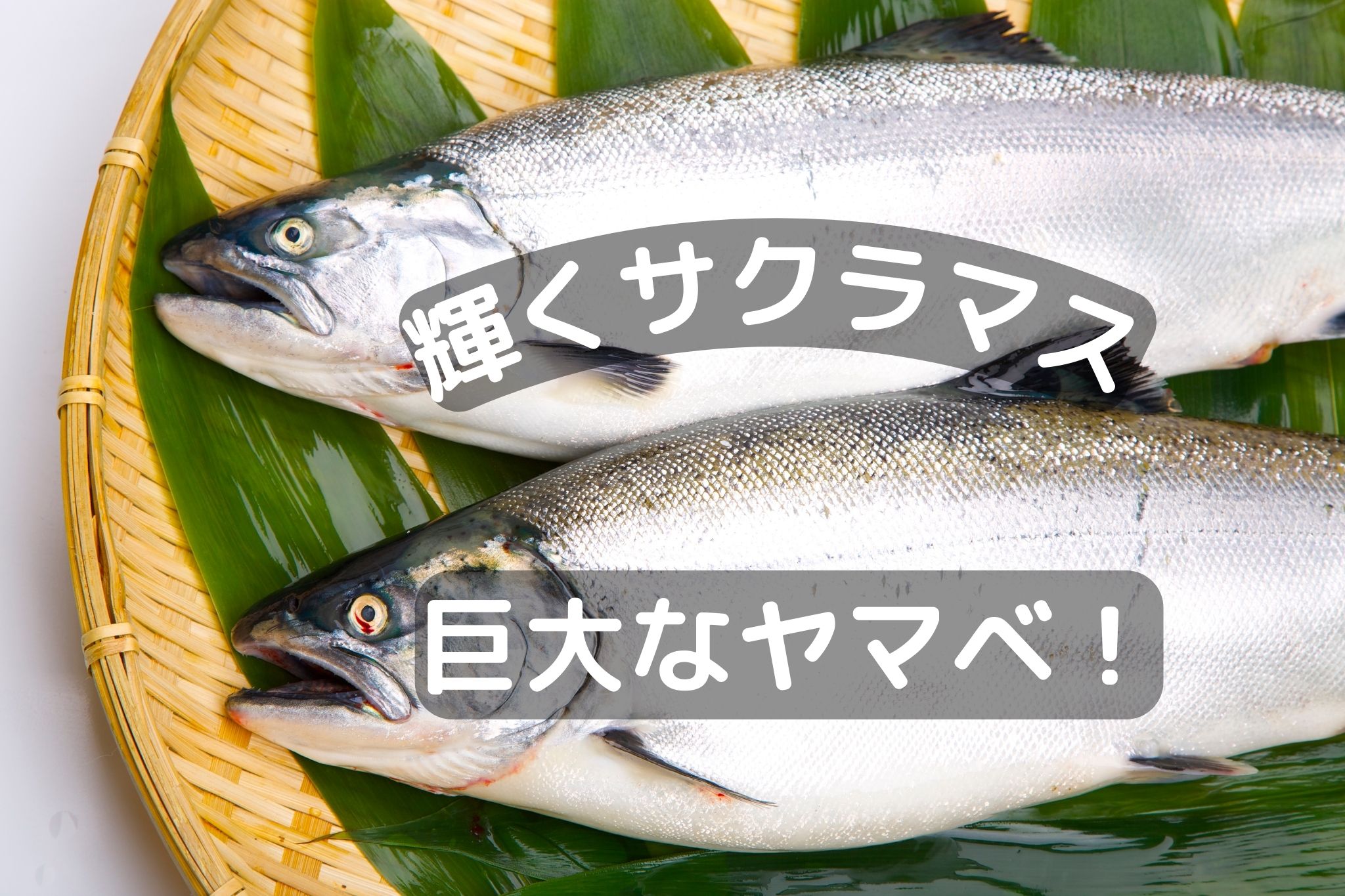 サクラマスの驚くべき秘密：サケ科の高級魚とヤマベの成長の謎を解明 | 食べレア北海道｜北海道の食材お取り寄せ通販サイト