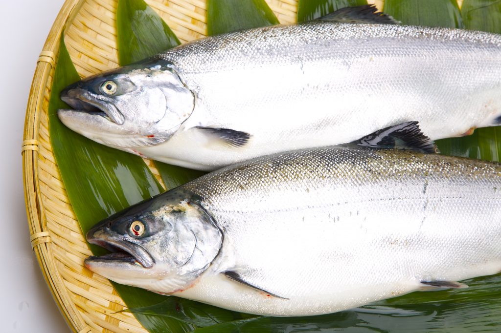 サクラマスの驚くべき秘密:サケ科の高級魚とヤマベの成長の謎を解明 | 食べレア北海道|北海道の食材お取り寄せ通販サイト