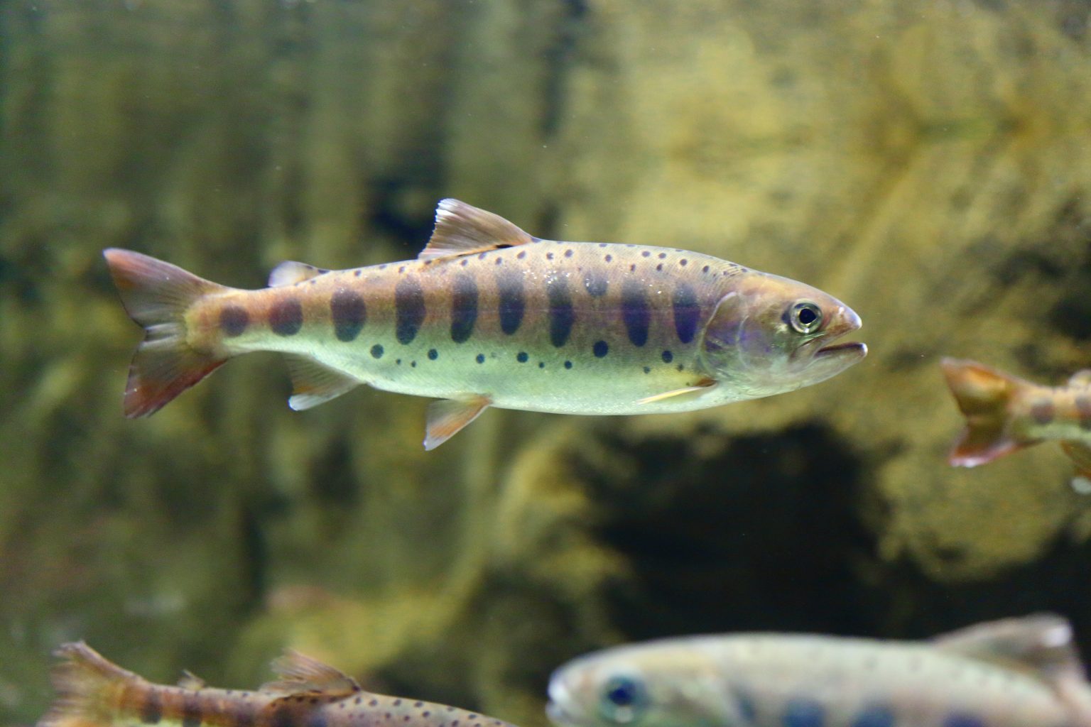 サクラマスの驚くべき秘密:サケ科の高級魚とヤマベの成長の謎を解明 | 食べレア北海道|北海道の食材お取り寄せ通販サイト