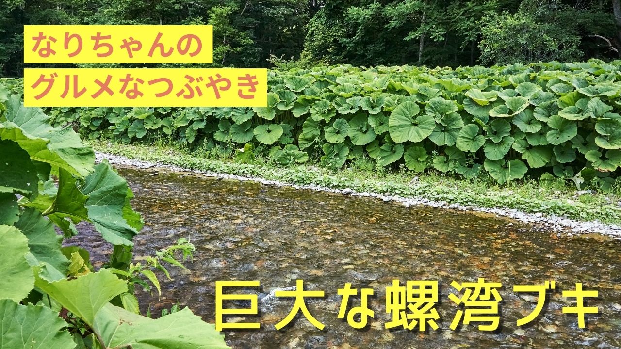 北海道の自然の恵み：らわんブキの食用・栽培の秘密