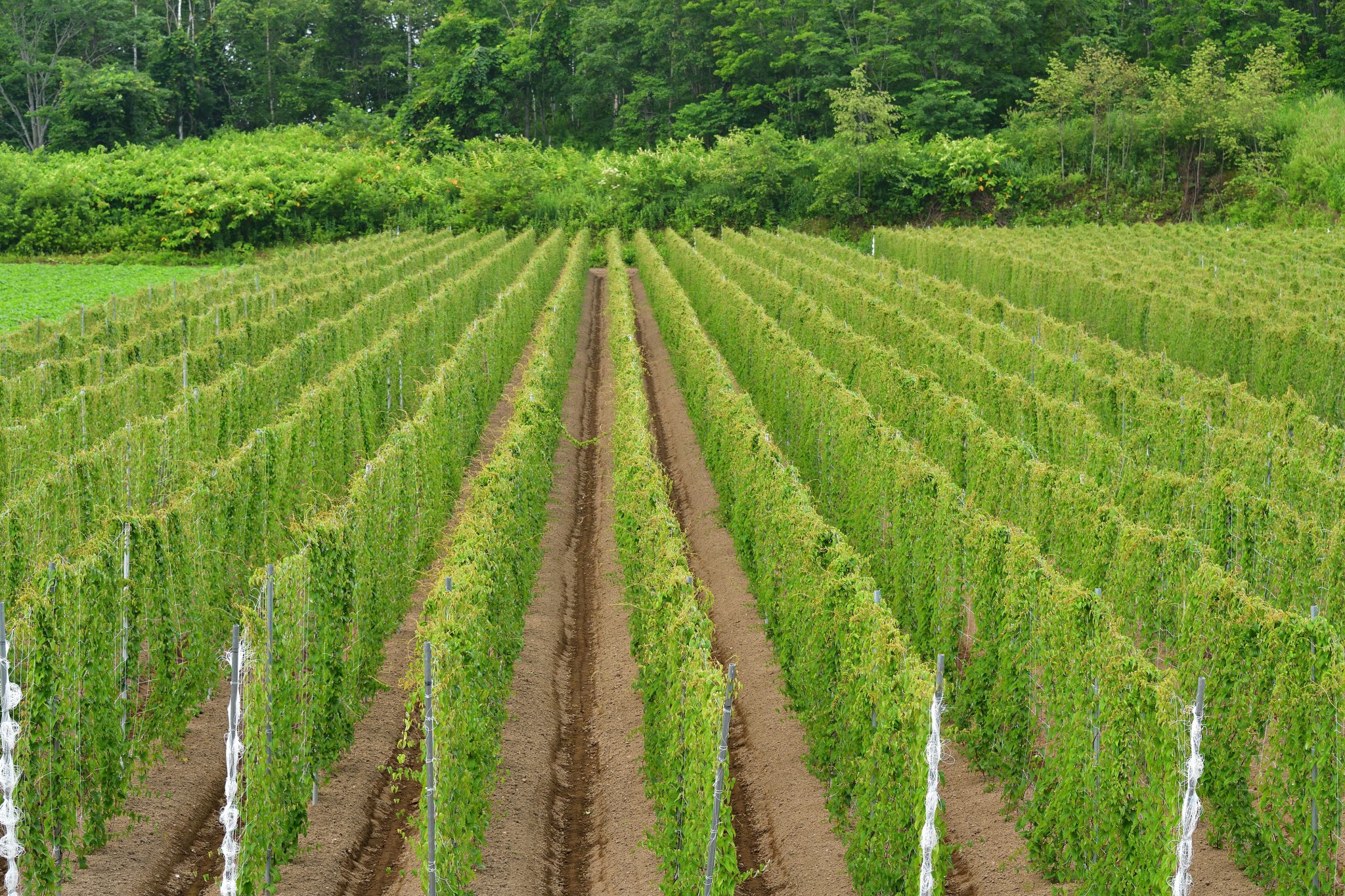 山芋・長芋・大和芋の違いを徹底解説:用途別の選び方・保存方法・FAQつき【北海道産長いもガイド】 | 食べレア北海道|北海道の食材お取り寄せ通販サイト