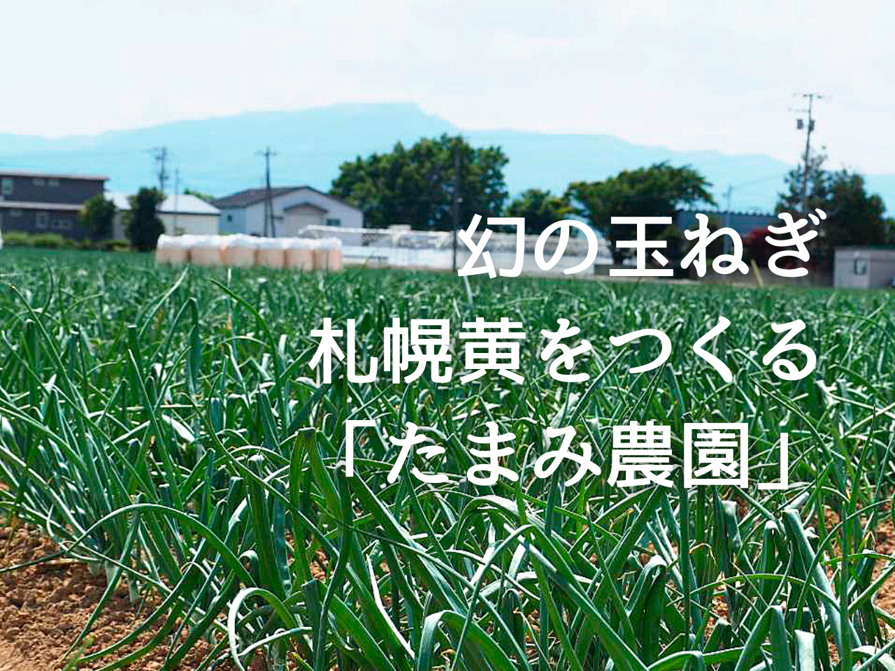 幻の玉ねぎ“札幌黄”を栽培する「たまみ農園」