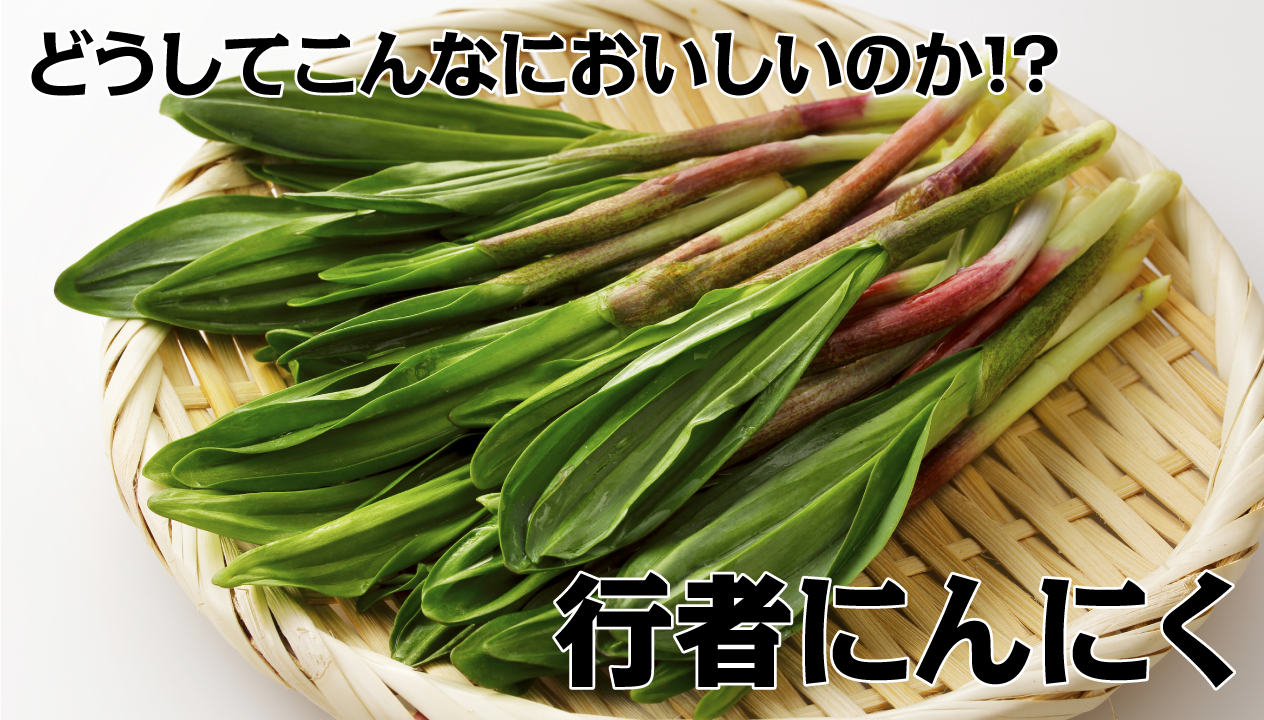 年に一度のお楽しみ】行者にんにく(アイヌネギ)って、どうしてこんなに 