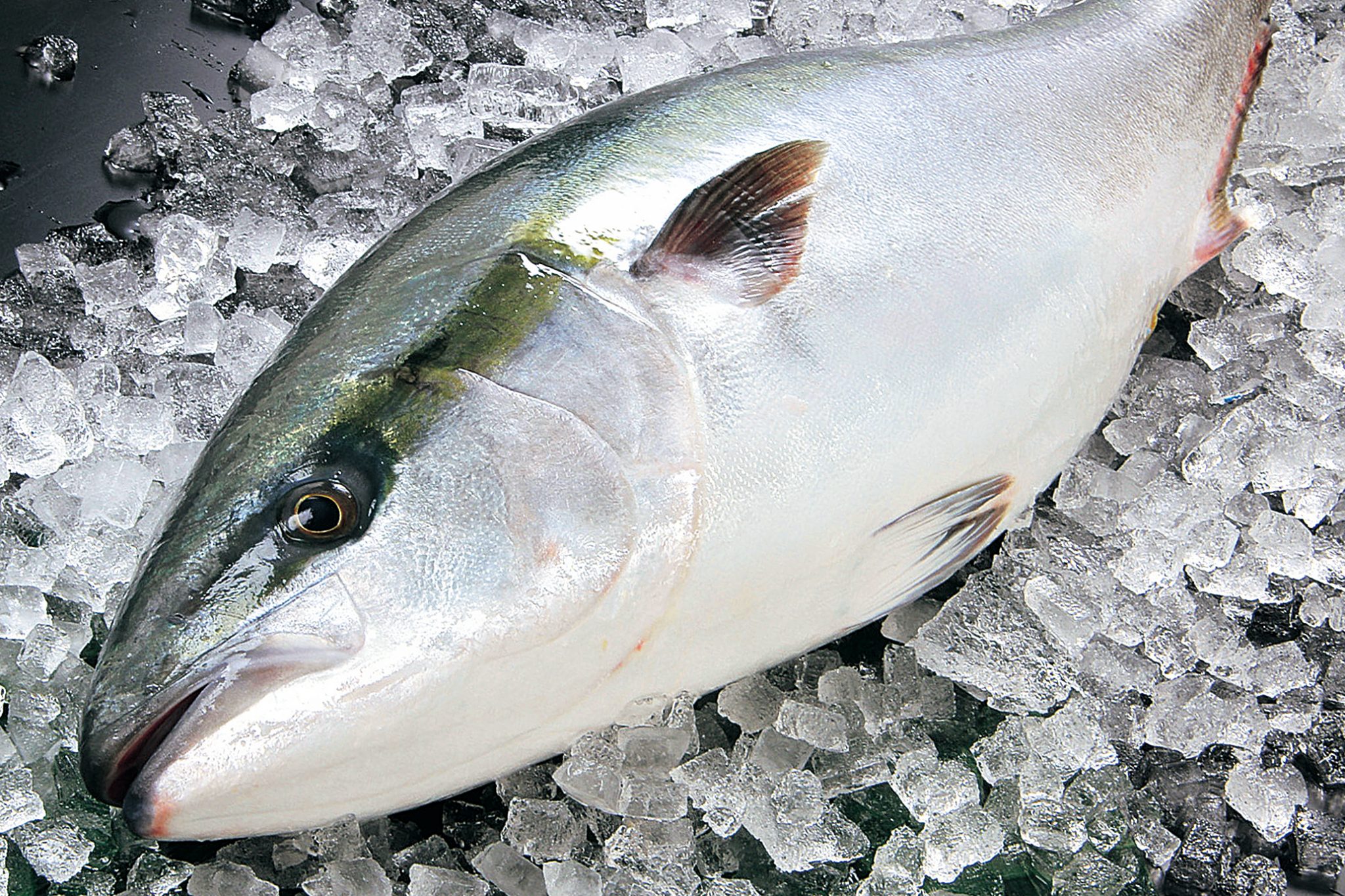 2024寒ブリの季節:北海道から九州まで、旬の美味と魅力を徹底解説! | 食べレア北海道|北海道の食材お取り寄せ通販サイト