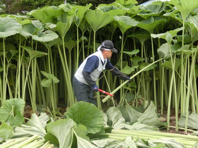ふきの旬を捉える！春の味覚を楽しむ方法 | 食べレア北海道｜北海道の食材お取り寄せ通販サイト