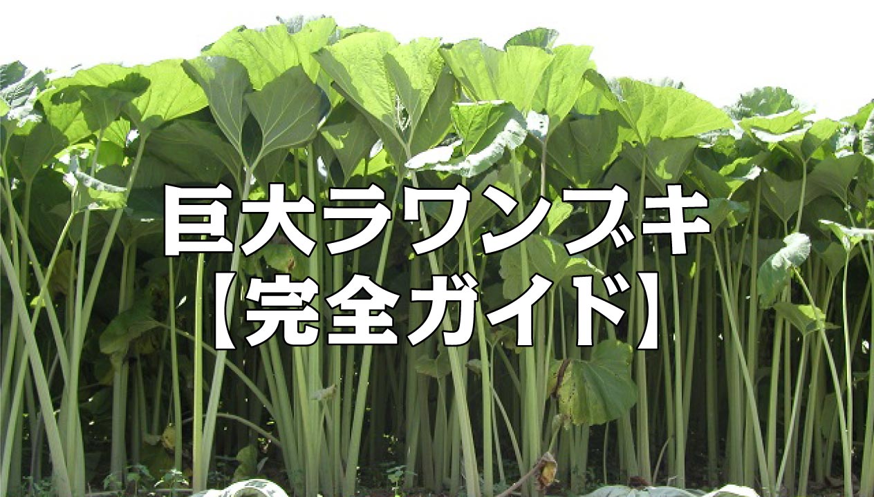 2024 ラワンブキ完全ガイド：北海道足寄町の巨大フキ！食べ方から保存方法まで