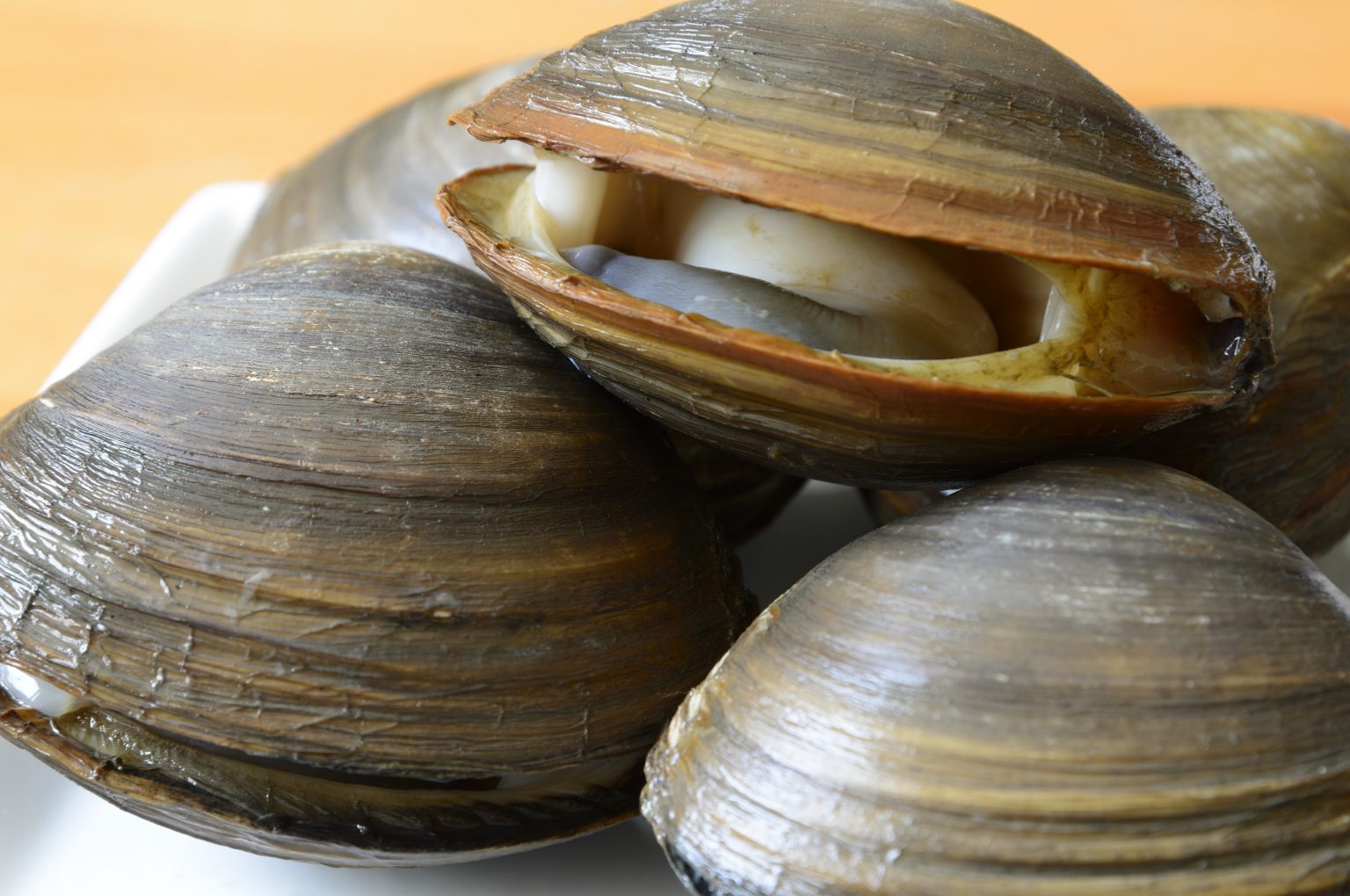 ホッキ貝の全ガイド: 北海道の貴重な味を楽しもう | 食べレア北海道|北海道の食材お取り寄せ通販サイト