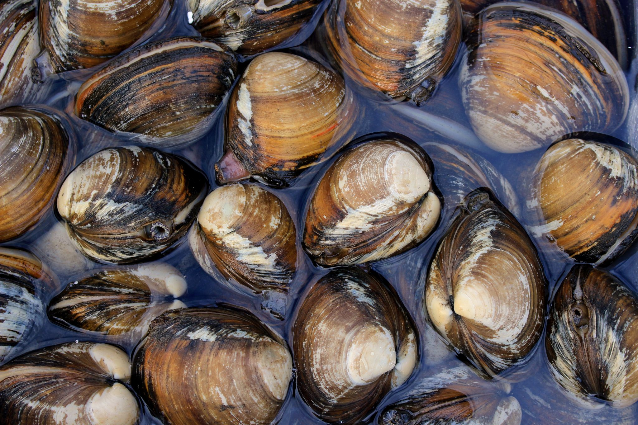 北の海が育てた天然の恵み:ホッキ貝の魅力と美味しさを徹底解説 | 食べレア北海道|北海道の食材お取り寄せ通販サイト