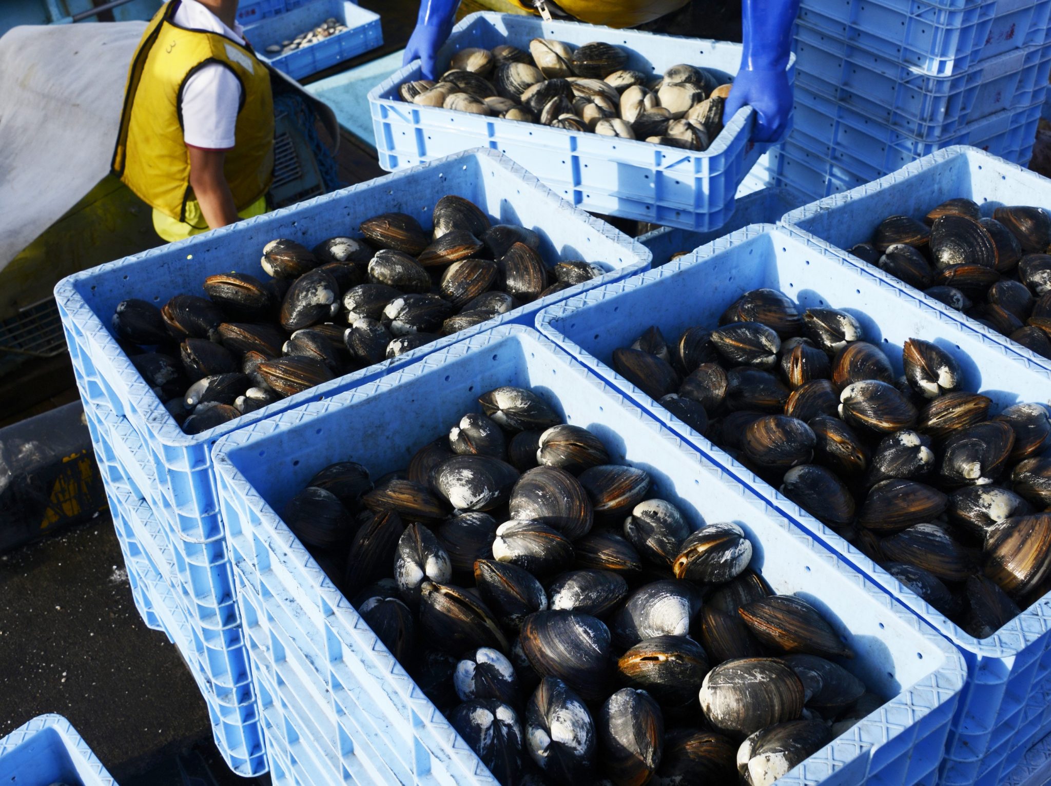北の海が育てた天然の恵み:ホッキ貝の魅力と美味しさを徹底解説 | 食べレア北海道|北海道の食材お取り寄せ通販サイト