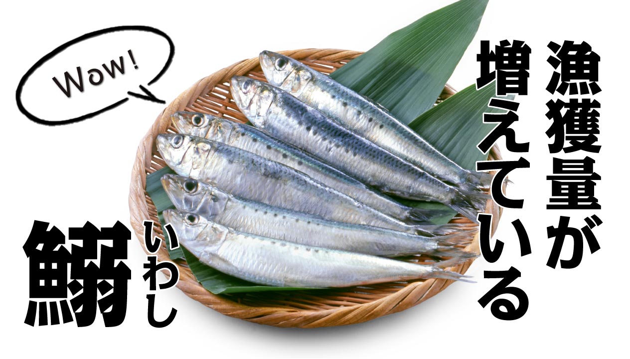 イワシ料理のお取り寄せ！食文化と栄養価について詳しく解説 | 食べ 