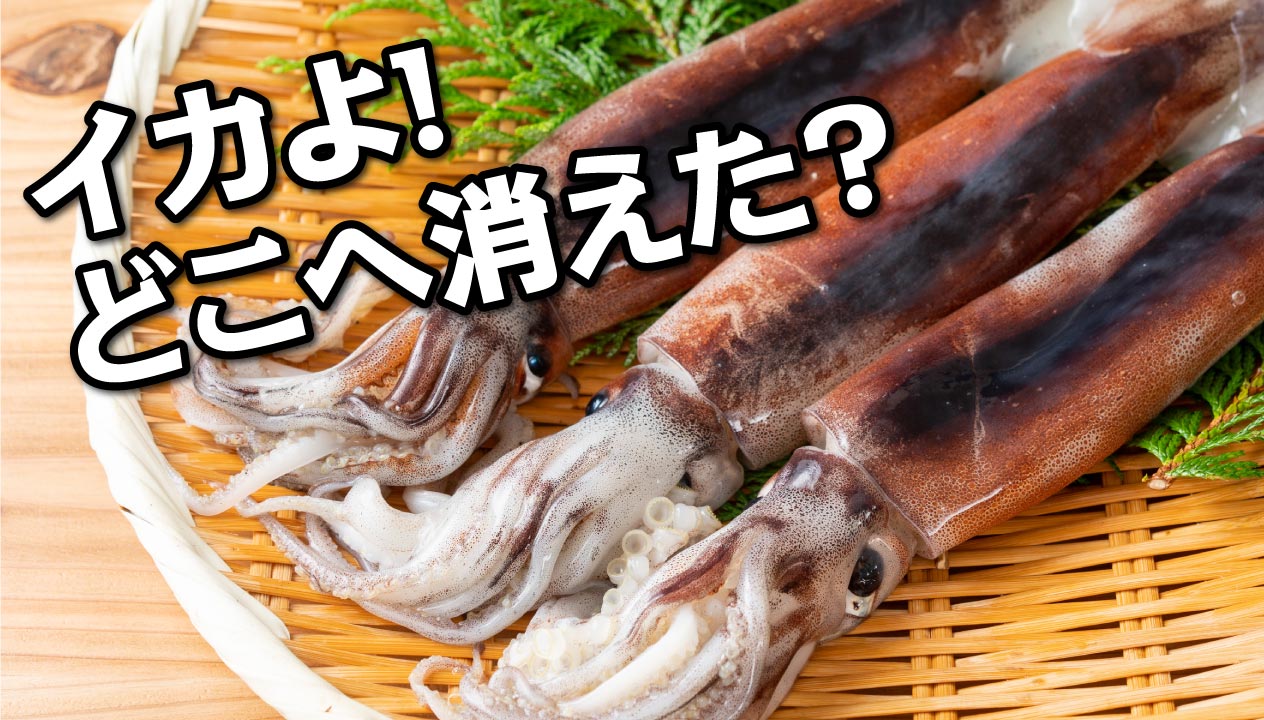 スルメ・イカ様 （スルメイカ（マイカ）の目利きとさばき方や料理 : 旬 