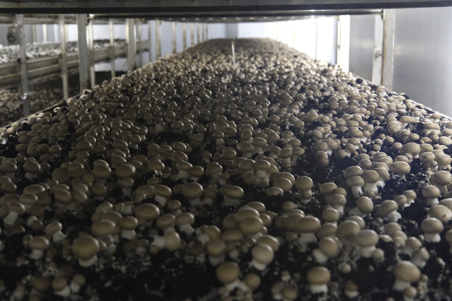 マッシュルーム の栄養】マッシュルームの栄養と美味しさを活かすコツ