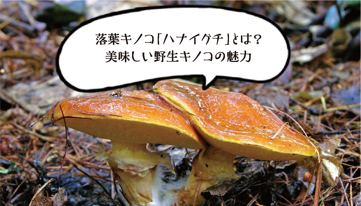 2025年は豊作！北海道の落葉きのこ「ハナイグチ」の魅力と食べ方 