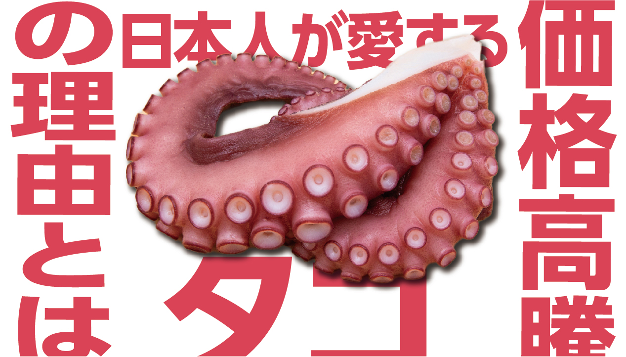 タコが食卓から消える⁉世界的な価格高騰の波 | 食べレア北海道｜北海道 