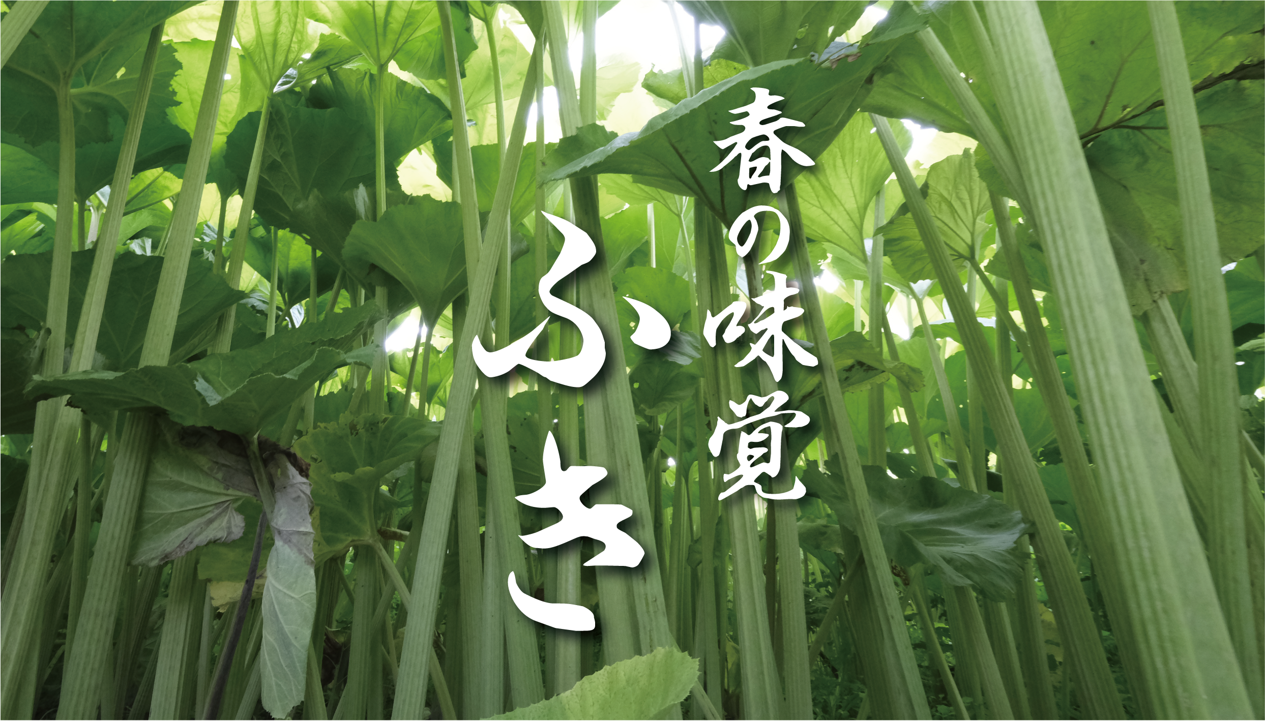 北海道の春のごちそう】ふきの旬はいつ？種類・選び方・ラワンぶきの 