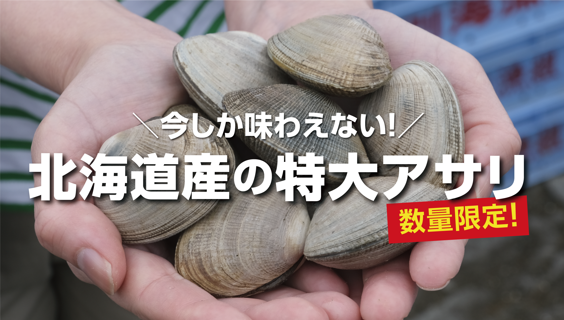 北海道産の大きなアサリ：別海町の風蓮湖で育った極上の活あさりを直送。今だけの「本物の国産」を味わう贅沢