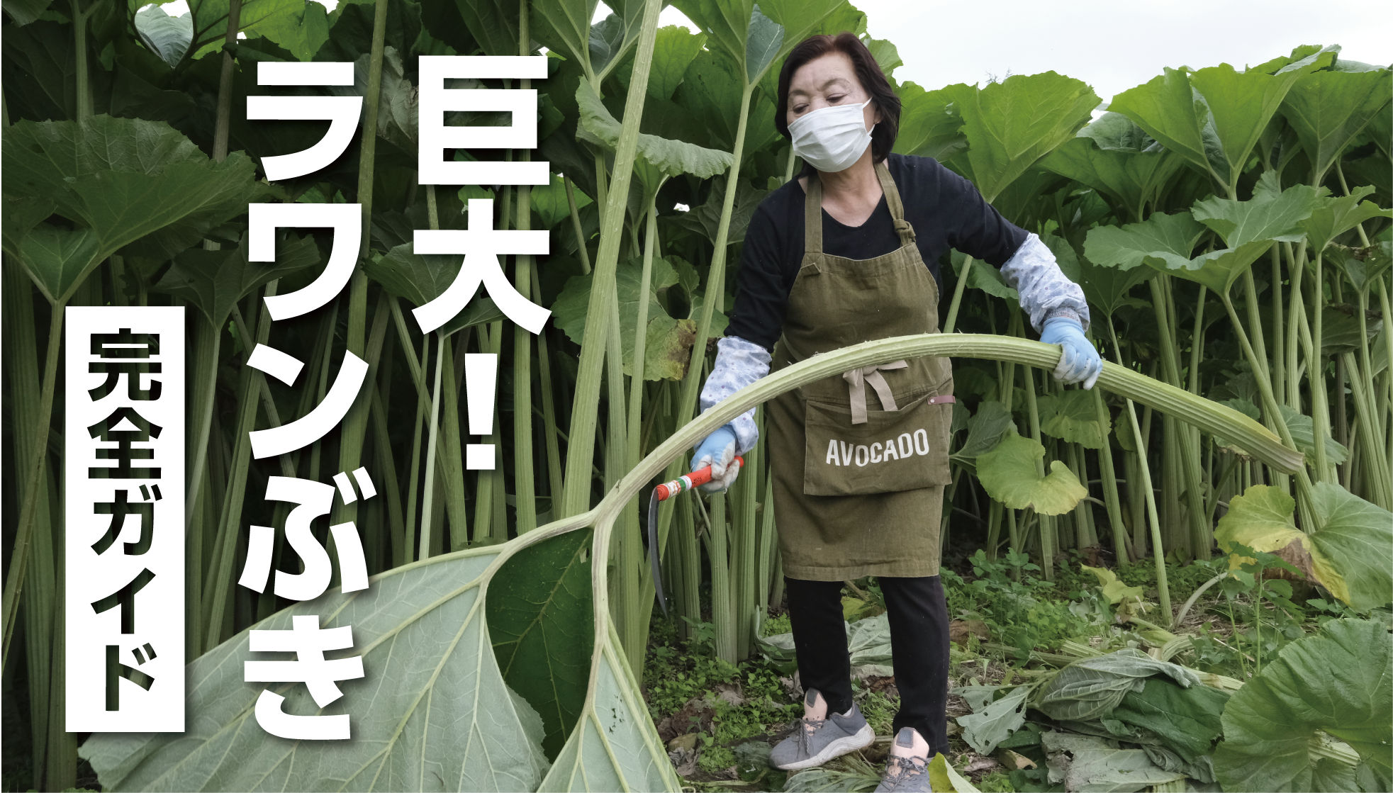 2025 ラワンぶき完全ガイド:北海道足寄町の巨大フキ!食べ方から保存方法まで