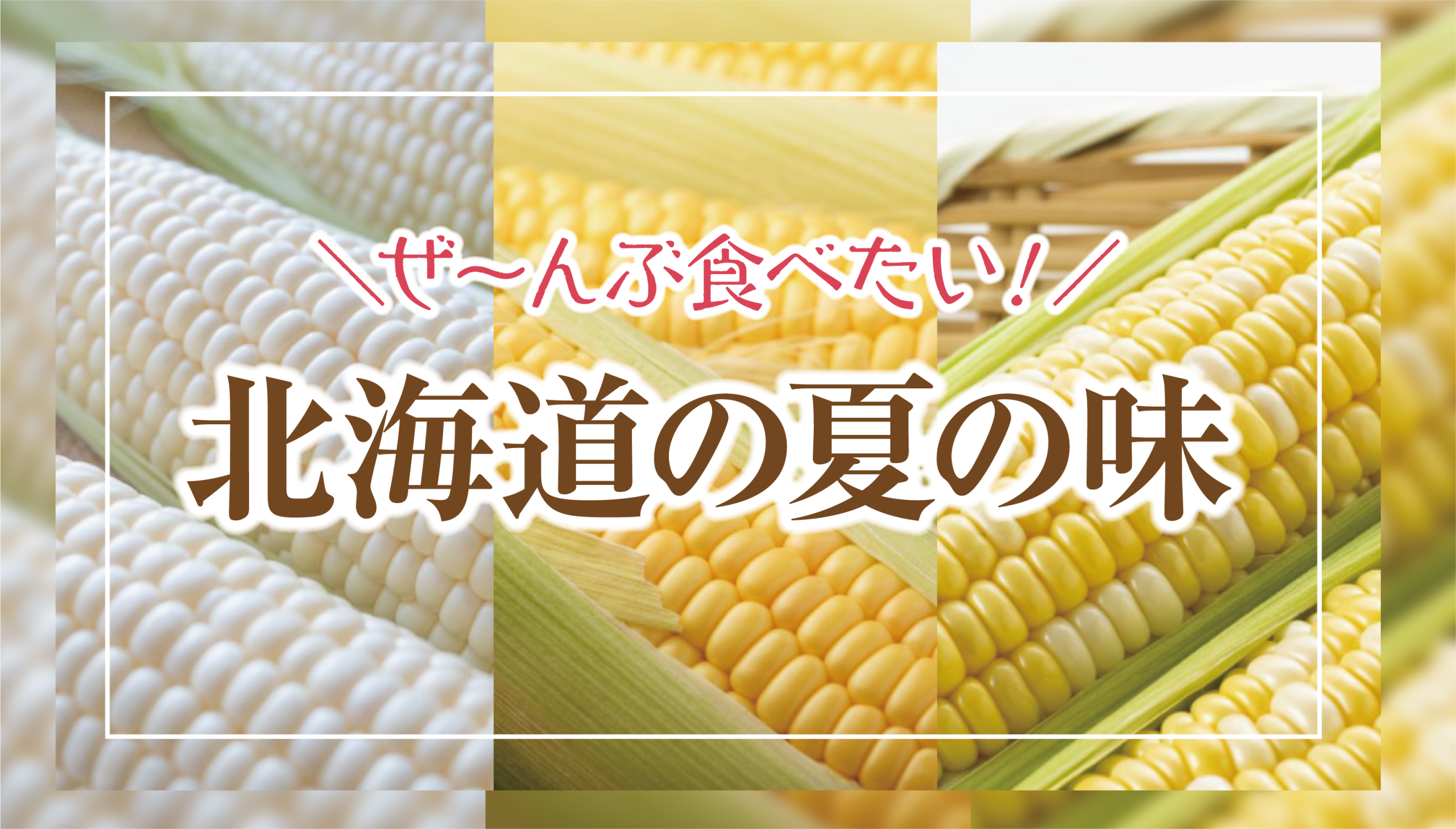 2025!北海道とうもろこしの旬が来る!とうもろこしってこんなにたくさん種類があるの?!