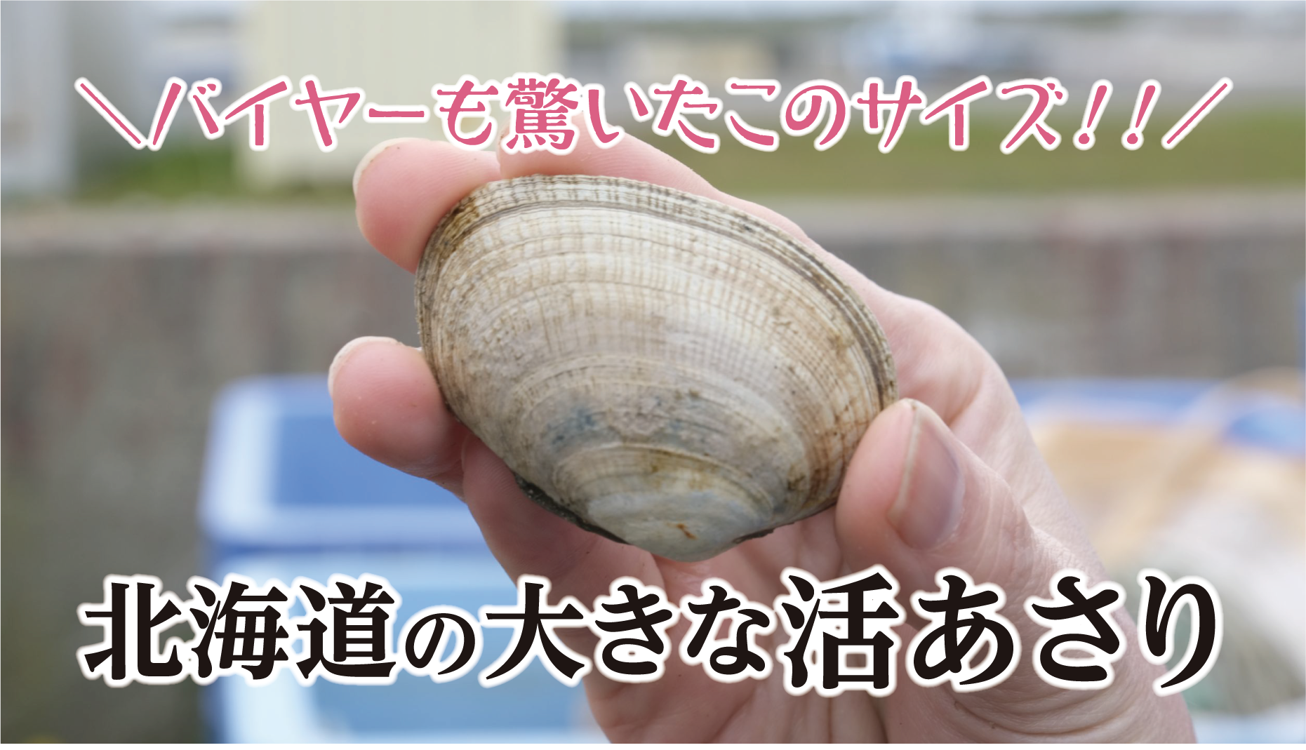 北海道産の大きなアサリ – 日本一の漁獲量と厳格な表示ルール