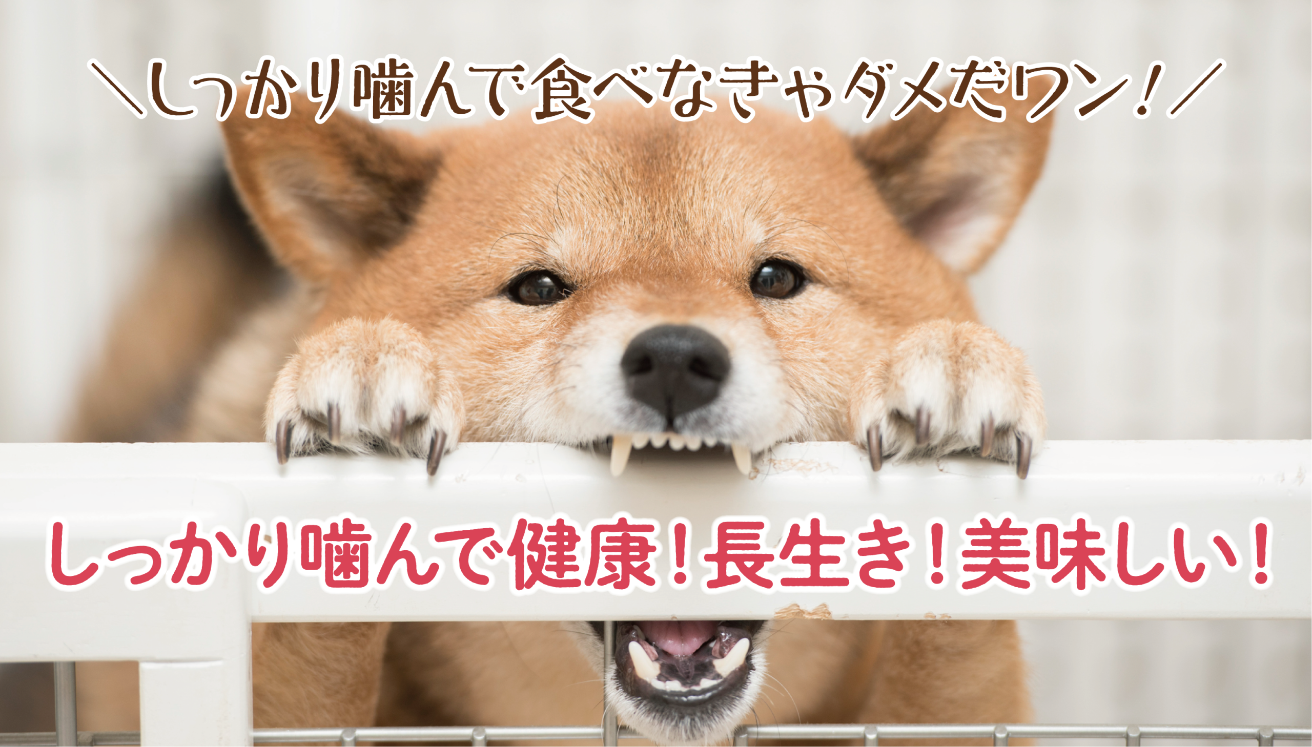 【よく噛んで健康に】―咀嚼筋と健康の深い関係―