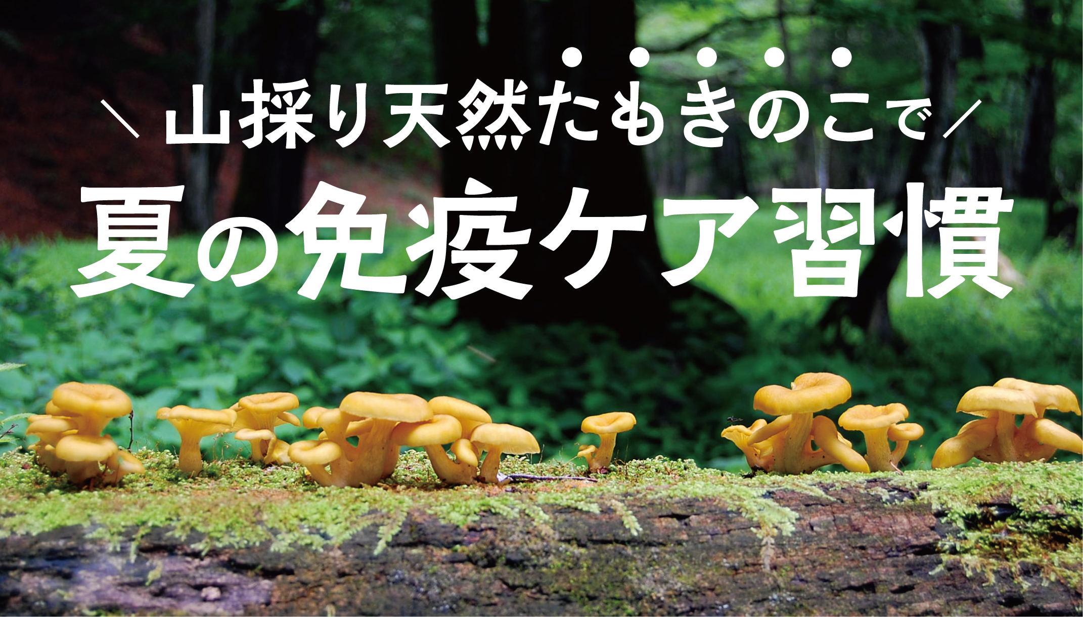 森から届く黄金の恵み。「山採り天然たもきのこ」で、毎日の食卓に免疫 