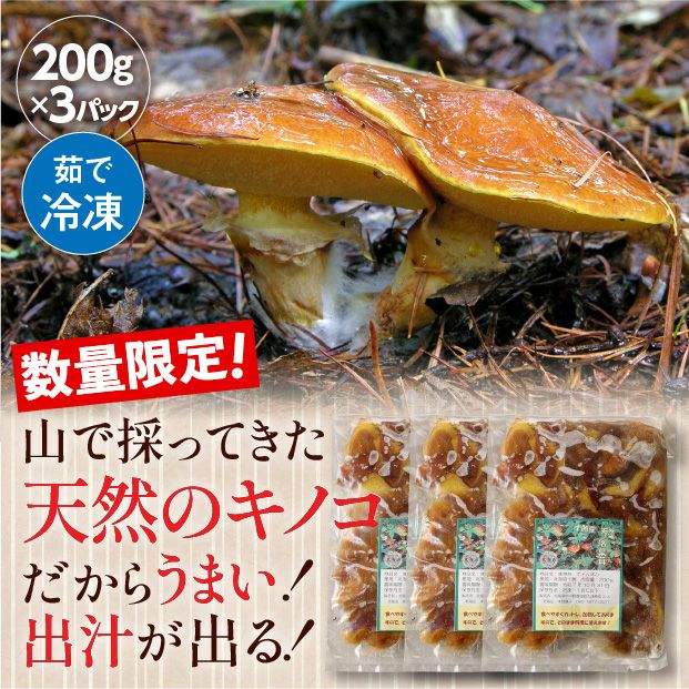 2025年は豊作！北海道の落葉きのこ「ハナイグチ」の魅力と食べ方