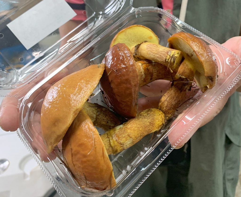 2025年は豊作！北海道の落葉きのこ「ハナイグチ」の魅力と食べ方