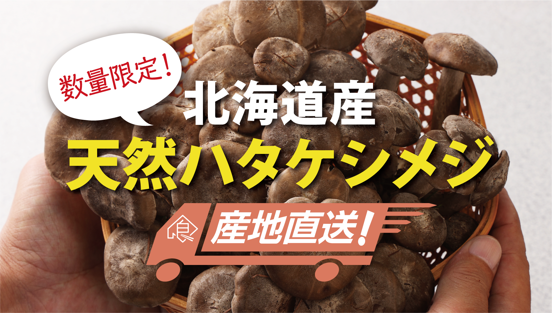 幻の秋きのこ「天然ハタケシメジ」：鍋料理に最適、栄養と薬膳効果で旬を堪