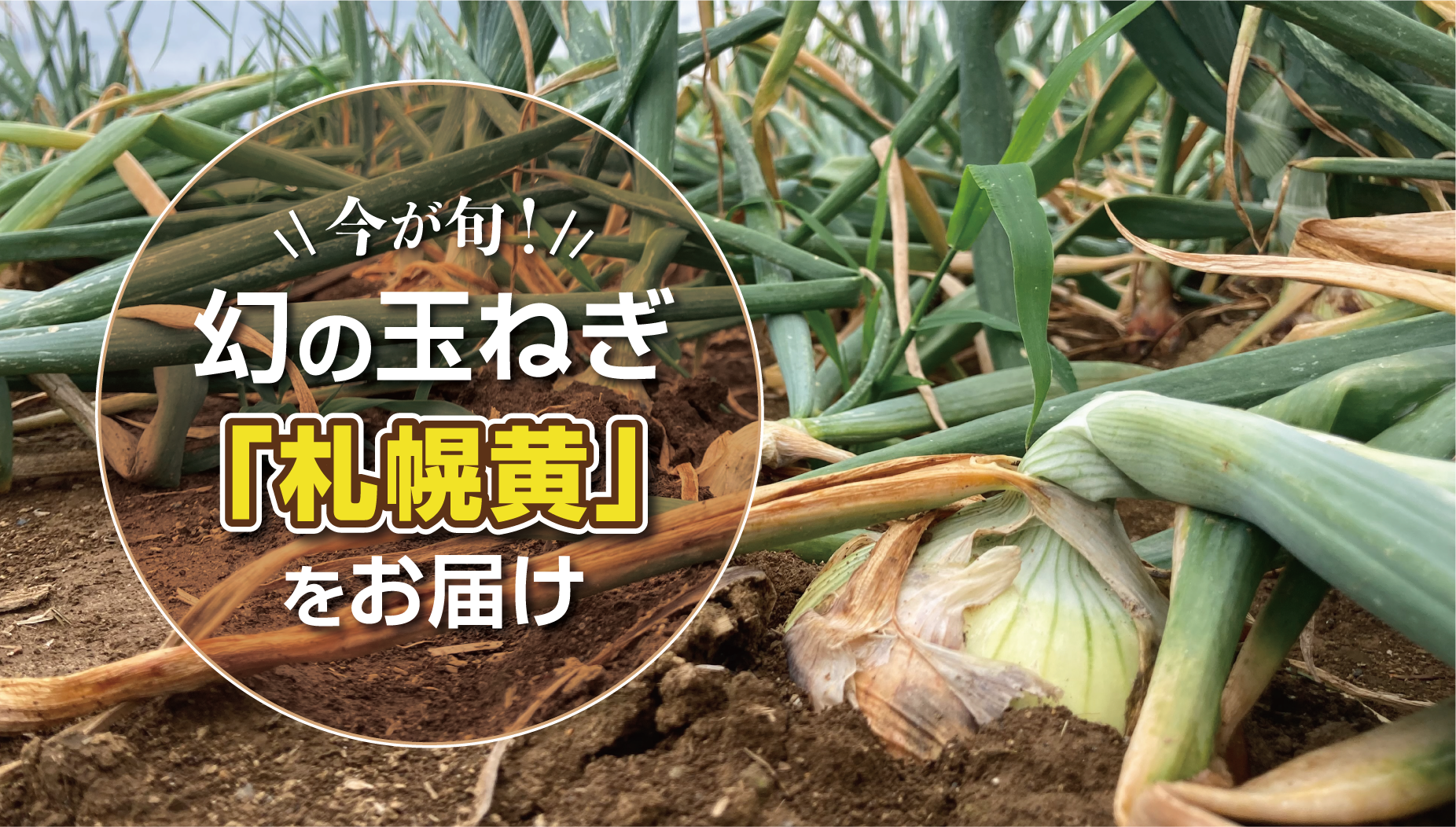 幻の玉ねぎ「札幌黄」とは?札幌・たまみ農園から直送のお取り寄せ