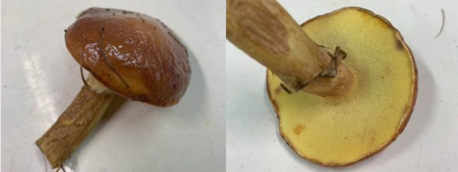 2025年は豊作！北海道の落葉きのこ「ハナイグチ」の魅力と食べ方