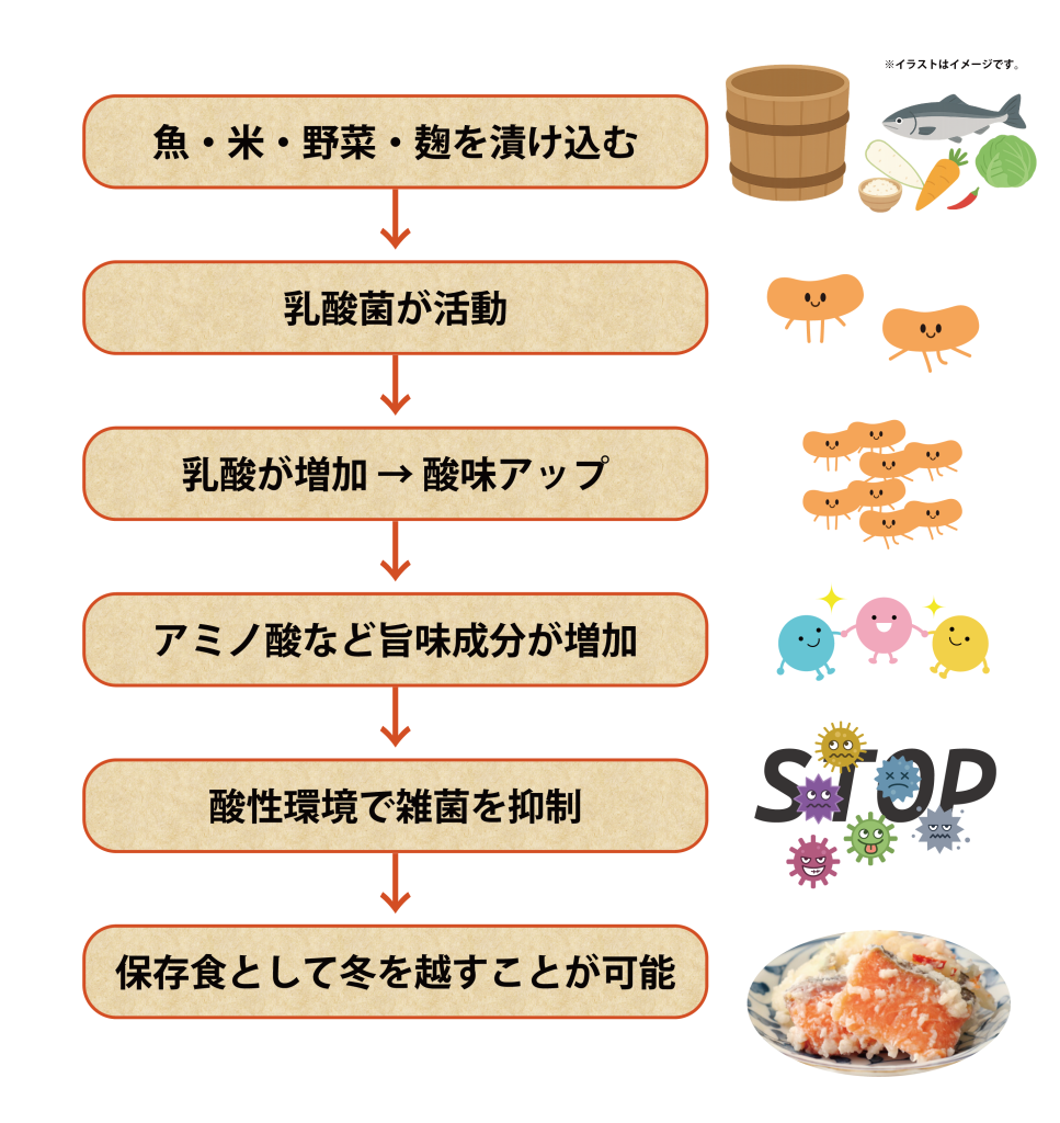 飯寿司の乳酸発酵の流れ。魚と米、野菜を漬け込み、乳酸菌が活動して酸味と旨味が増し、保存性が高まる仕組みを図解。