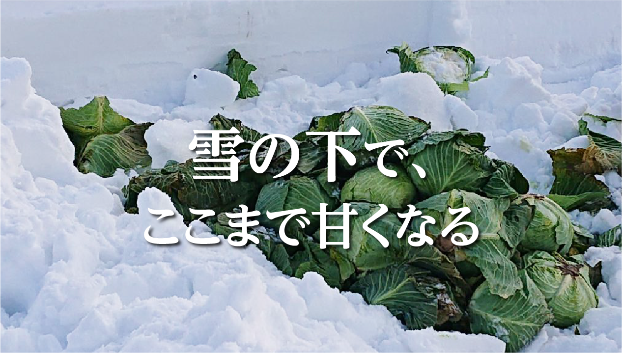 【保存版】和寒町産・雪の下越冬キャベツが「失敗しない冬野菜」と言われる理由：甘さ・食べ方・通販
