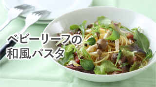 手摘みプレミアムベビーリーフ