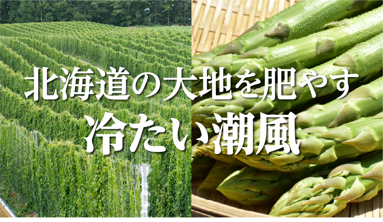北海道の海風が育てる長芋とアスパラガス：網走SUZUKIFARM・日高スリービレッジファーム