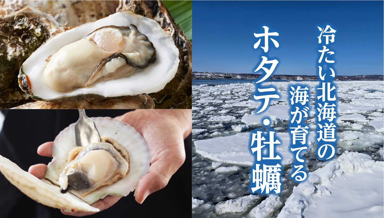 北海道のホタテと牡蠣がおいしい理由｜冷たい海が育む宗谷産活ホタテ・厚岸産の生牡蠣を紹介