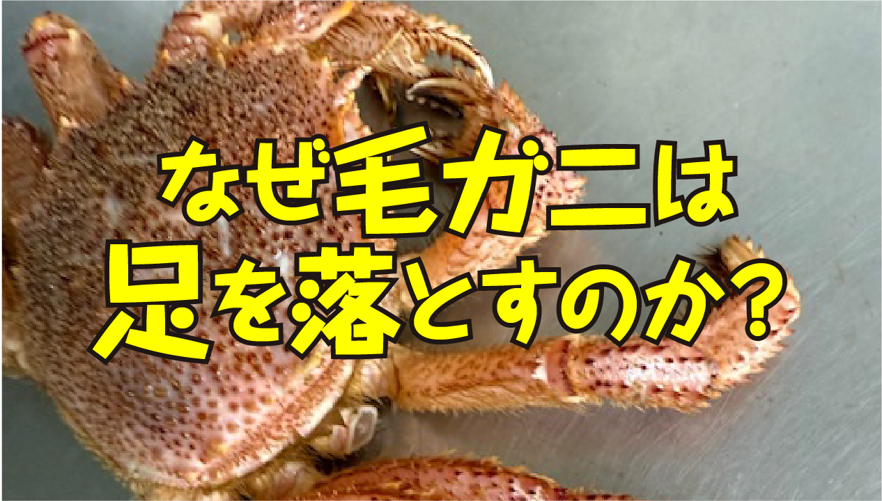 毛ガニの足が取れる理由とは？自切の仕組みと訳あり毛ガニがお得な理由を解説