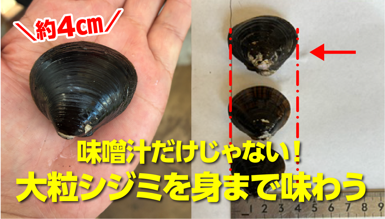 【北海道・長節湖の3Lシジミ】4cm級の大粒！冷凍の食べ方とおすすめレシピ3選