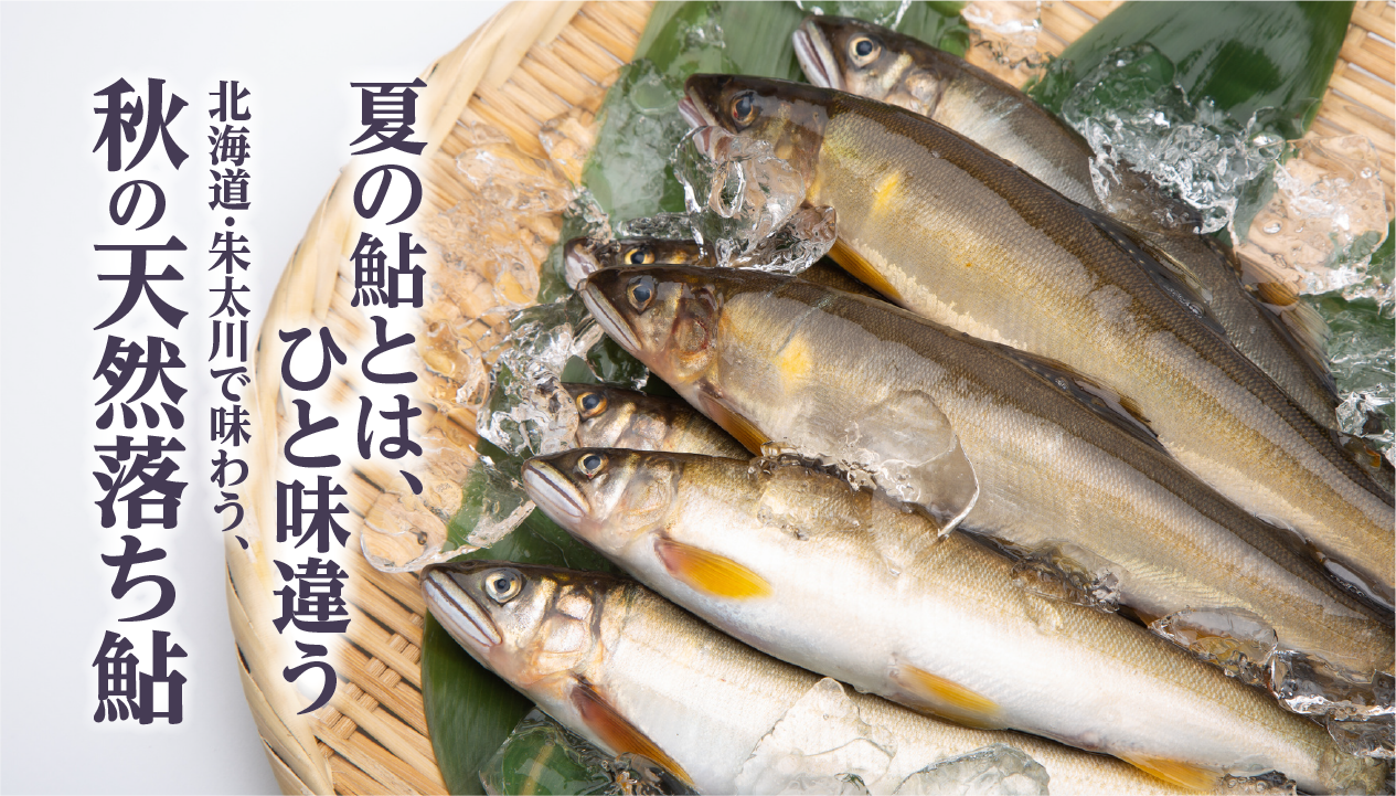 落ち鮎とは？北海道・朱太川の天然鮎の魅力とおいしい食べ方：丸田田中商店